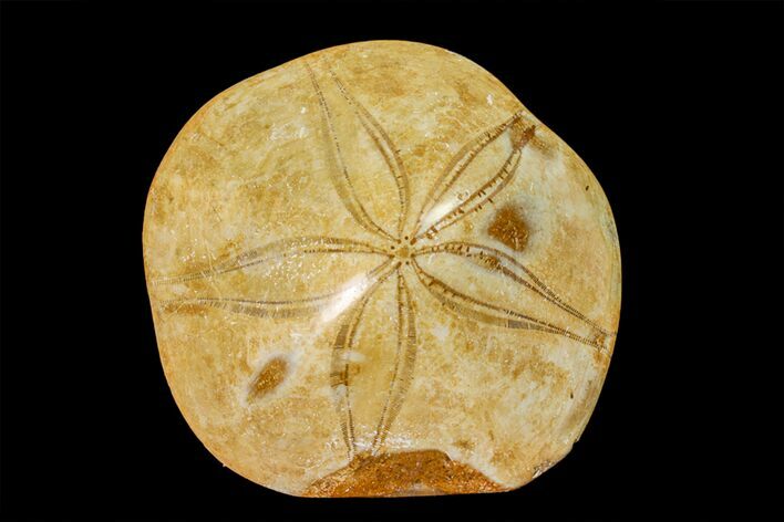 Polished Fossil Sand Dollar (Mepygurus) - Jurassic #158098